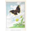 Image 2 : Mourning Cloak Butterfly Color Lithograph Print