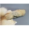 Image 3 : Tanned Alaskan Wolf Hide- 60"X10"- Nice