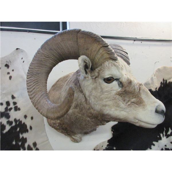Rocky Mountain Big Horn Sheep Mount- 34" Curl- 13.25" Bases