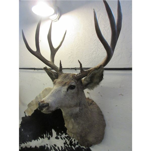Mule Deer Mount- 21"H X 21"W X 5.5" Bases