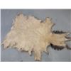 Image 2 : Tanned Elk Hide