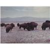 Image 4 : Signed LA Huffman Photo © 1973- "Buffalo Grazing 1880"- Coffrins- 21.5" X 18.5"