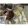 Image 3 : Red Fox And Pheasant Mounts in A Winter Scene- 49" X 25.5"