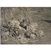 Image 2 : Edward Sheriff Curtis