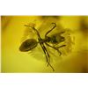 Image 1 : Baltic amber with preserved fly and ant, approx. 44 million years old, from Kaliningrad, Russia.