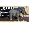 Image 2 : LOT OF 2 - BATTERY OPERATED WOLLY MAMMOTH TOY AND CLAPPERBOARD