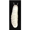 Image 8 : Zuni Carved Antler Snail Fetish by Ruben Najera