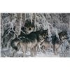 Image 2 : Two framed Larry Fanning wildlife prints including " Himalayan Royalty" and "Crystal Forest"
