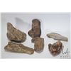 Image 1 : Selection of fossilized rocks and petrified wood