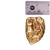 Image 5 : 305.25 Gram Yukon Gold Nugget