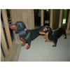 Image 1 : KERRY JAMESON - 3 dog sculptures- including a