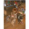 Image 1 : STEIFF - Group of 6 STEIFF items, including 5