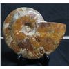 Image 1 : Fossilized Nautilus Shell 6.5"H