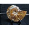 Image 2 : Fossilized Nautilus Shell 6.5"H