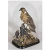 Image 1 : 1 VICTORIAN DIARAMA WITH HAWK 27" high late 1