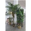 Image 1 : 3-Pottled Silk Trees - 3 X $