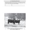 Image 1 : 10 Purebred Angus Heifer Calves