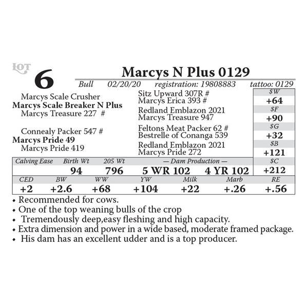 Marcys N Plus 0129