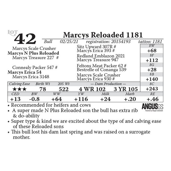 Marcys Reloaded 1181