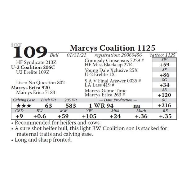 Marcys Coalition 1125