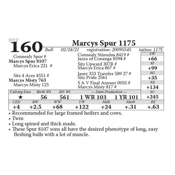 Marcys Spur 1175