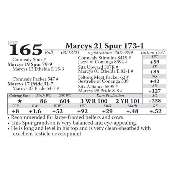 Marcys 21 Spur 173-1