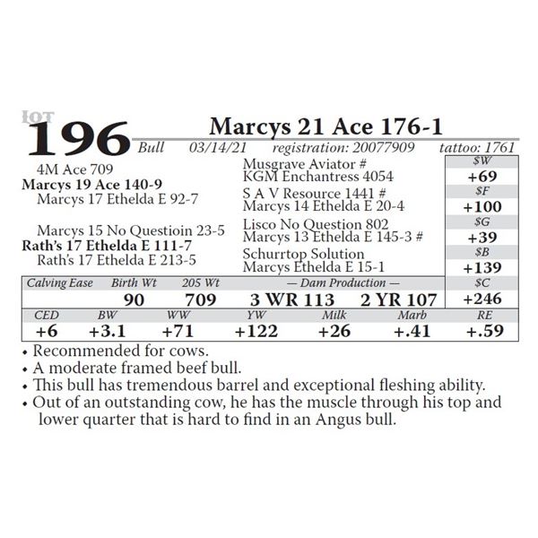 Marcys 21 Ace 176-1