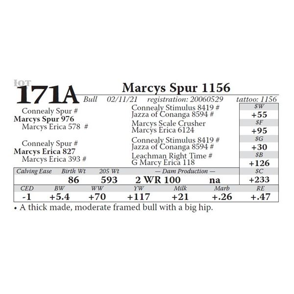 OUT OF SALE - Marcys Spur 1156