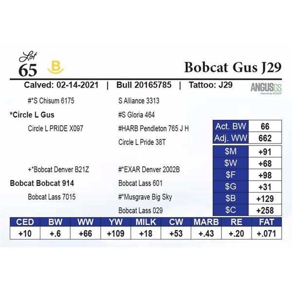 Bobcat Gus J29