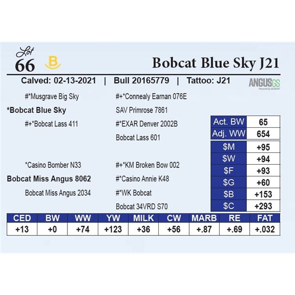 Bobcat Blue Sky J21