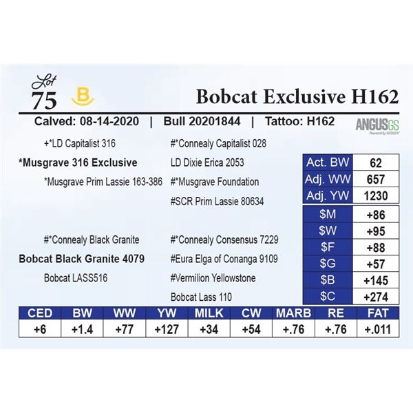 Bobcat Exclusive H162