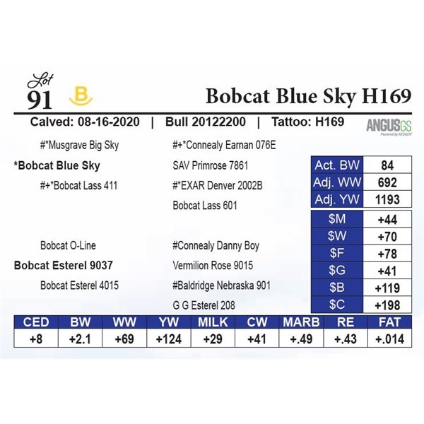 Bobcat Blue Sky H169