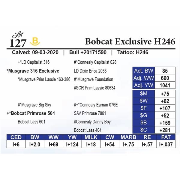 Bobcat Exclusive H246