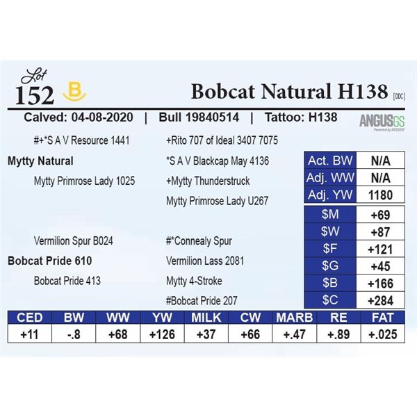 Bobcat Natural H138