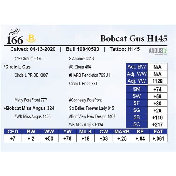 Bobcat Gus H145
