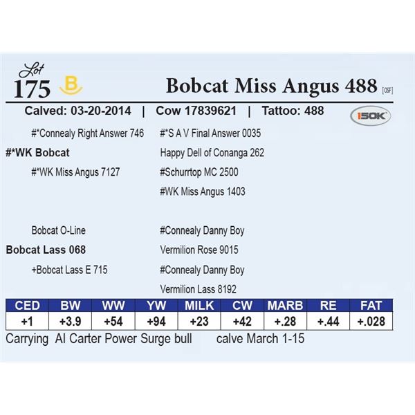 Bobcat Miss Angus 488