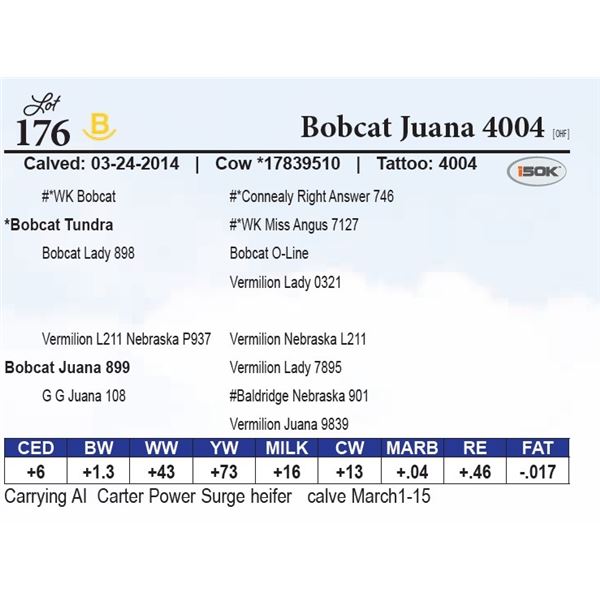 Bobcat Juana 4004