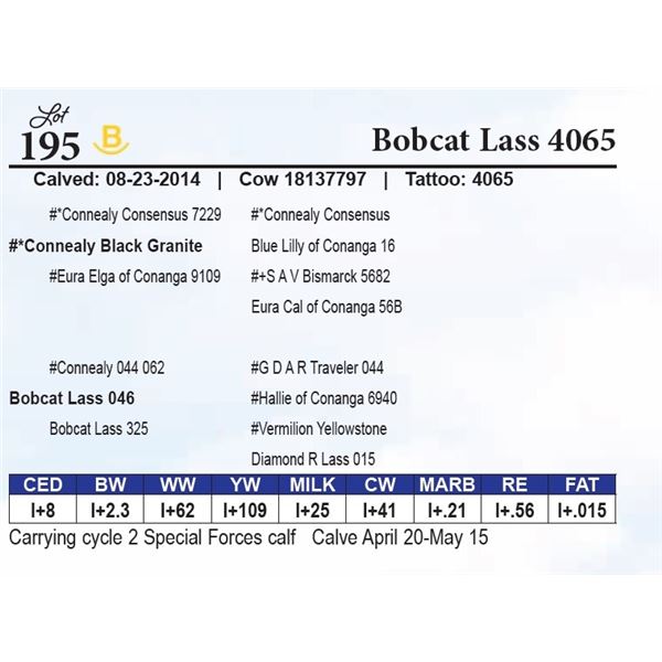 Bobcat Lass 4065