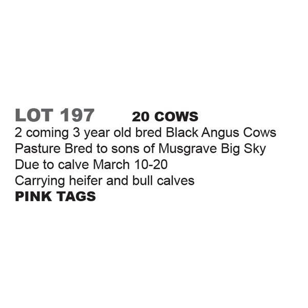 20 - 2 Coming 3 Yr Old Bred Cows