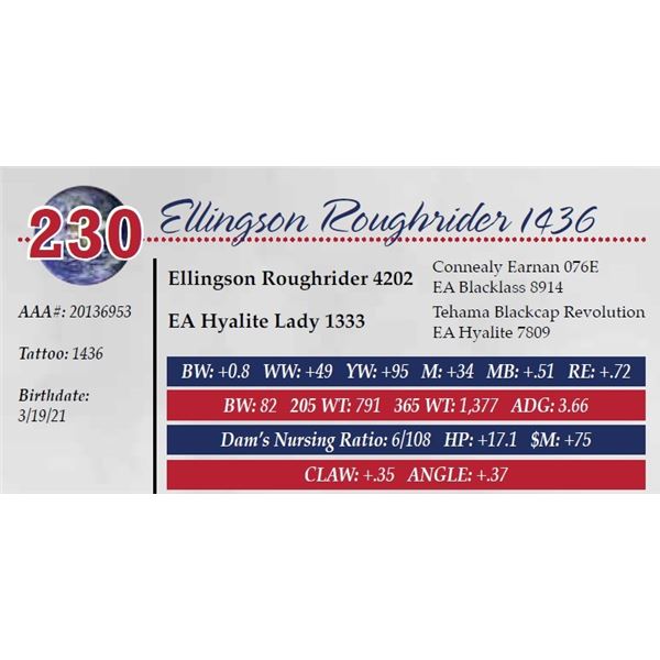 ELLINGSON ROUGHRIDER 1436