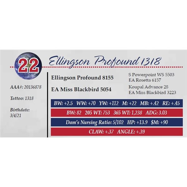 ELLINGSON PROFOUND 1318