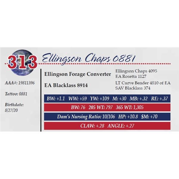 ELLINGSON CHAPS 0881