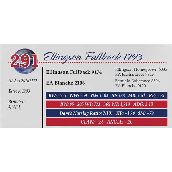 ELLINGSON FULLBACK 1793