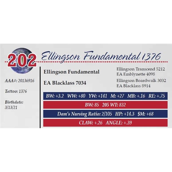 OUT OF SALE - ELLINGSON FUNDAMENTAL 1376
