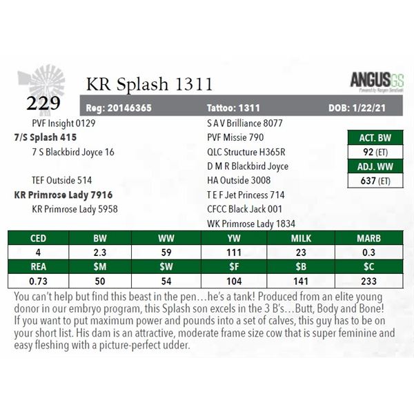 KR Primrose Lady 1311