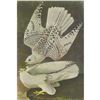 Image 1 : c1946 Audubon Print, #366 Gyrfalcon