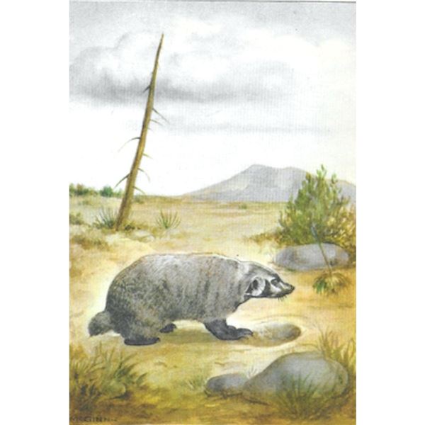 1920's Badger Color Lithograph Print