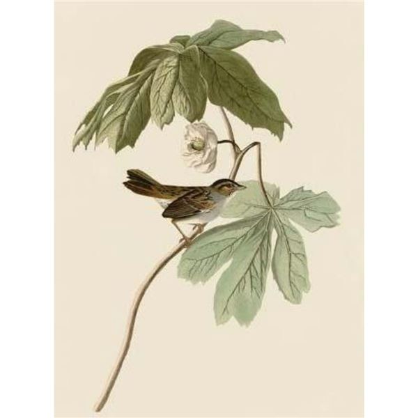 c1946 Audubon Print, #64 Swamp Sparrow