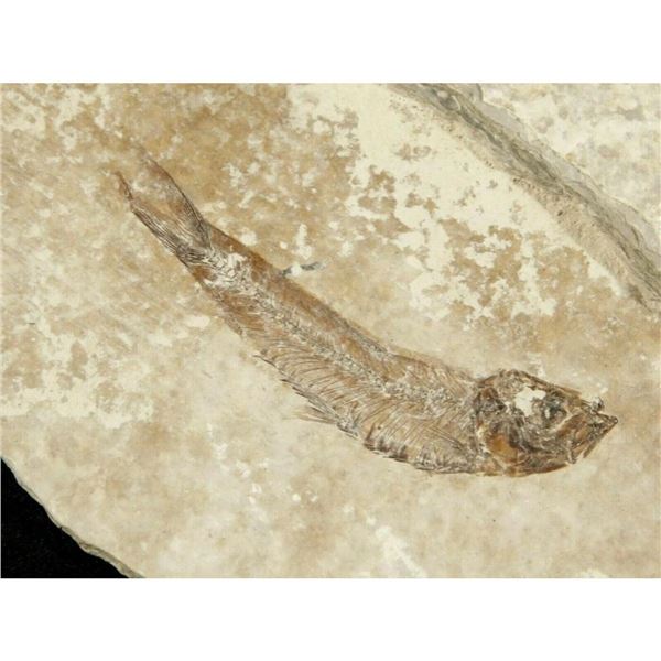 50 Milliona Year Old Knightia Fish Fossil Specimen