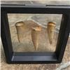Image 2 : Set of Prehistoric Predator Fish Endochus Fangs, Fossils